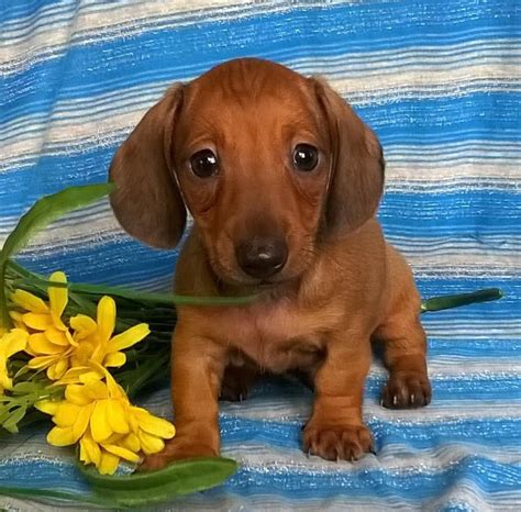 The miniature dachshund puppies is a little hound dog breed from Germany with a long, low body and either a short, wirehaired or longhaired coat. . Dachshund mini puppies for sale